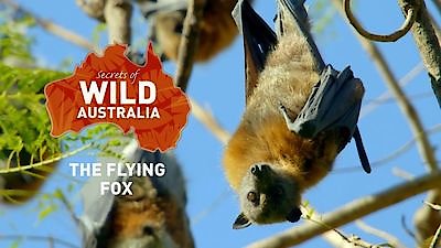 Secrets of Wild Australia Season 1 Episode 4