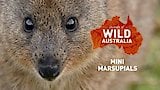 Mini Marsupials