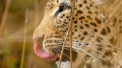 Africa's Hunters Season 1 Episode 1