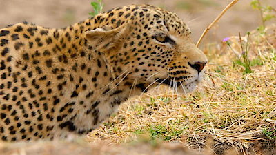 Africa's Hunters Season 1 Episode 2