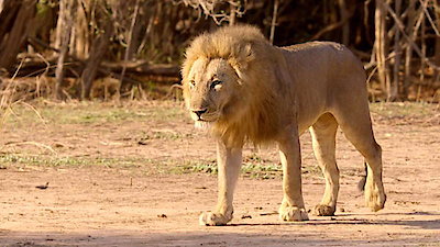 Africa's Hunters Season 1 Episode 5