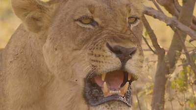 Africa's Hunters Season 2 Episode 3