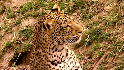 Africa's Hunters Season 2 Episode 1