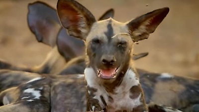 Africa's Hunters Season 2 Episode 5