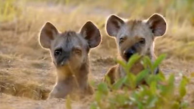 Africa's Hunters Season 2 Episode 6