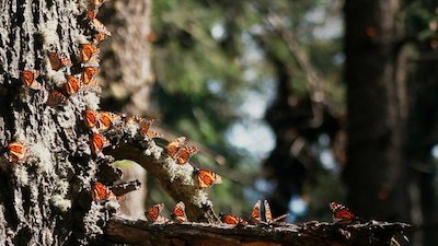 Undiscovered Vistas Season 2 Episode 9