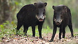 Peccary Party