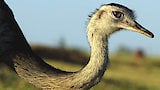 Rheas Savanna