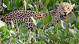 The Pantanal