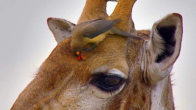 Africa's Wild Horizons Season 1 Episode 1