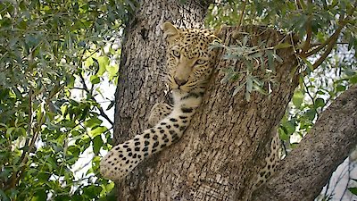 Africa's Wild Horizons Season 2 Episode 1