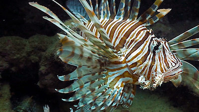 Reef Wrecks Season 1 Episode 3