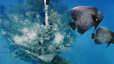 Reef Wrecks Season 1 Episode 4