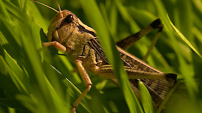 Strange Creatures Season 1 Episode 1