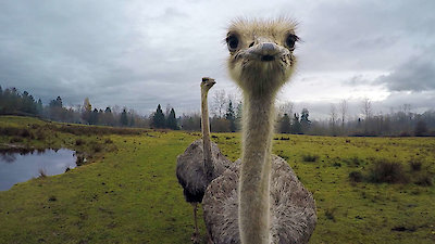 Strange Creatures Season 1 Episode 2