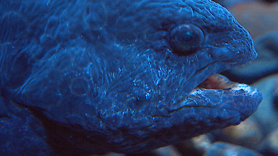 Strange Creatures Season 1 Episode 3