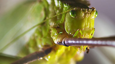 Strange Creatures Season 1 Episode 4