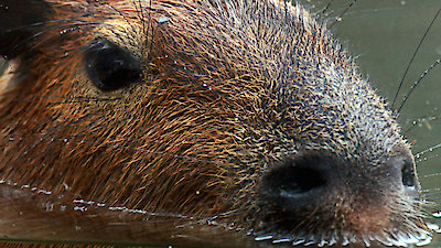 Strange Creatures Season 1 Episode 5