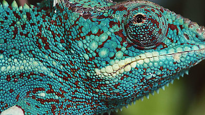 Strange Creatures Season 1 Episode 6