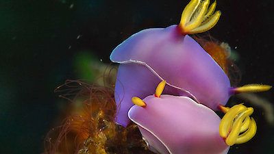 Strange Creatures Season 2 Episode 1