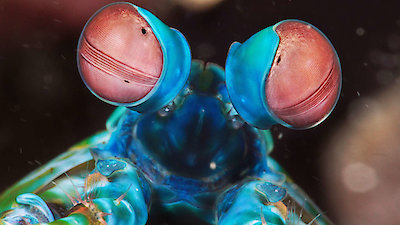 Strange Creatures Season 2 Episode 3