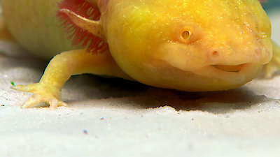 Strange Creatures Season 2 Episode 4