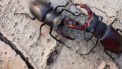 Strange Creatures Season 2 Episode 5