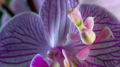 Strange Creatures Season 2 Episode 6