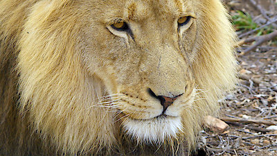 Wildlife Icons Season 1 Episode 5