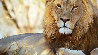 Wildlife Icons Season 1 Episode 8