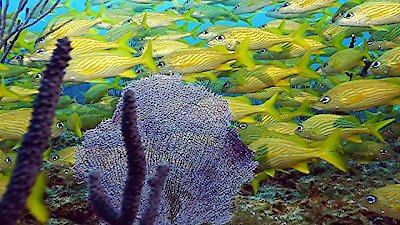 Ocean Parks Season 1 Episode 5