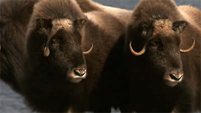 Arctic Secrets Season 1 Episode 3