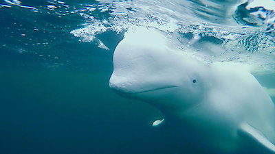 Arctic Secrets Season 2 Episode 1