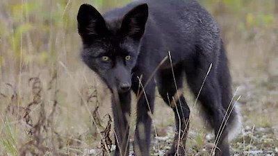 Arctic Secrets Season 2 Episode 2