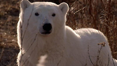 Arctic Secrets Season 2 Episode 3