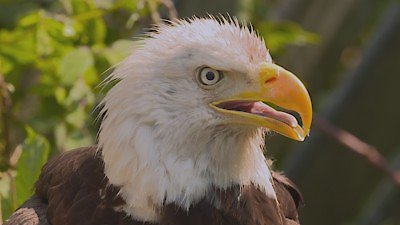 Wild Wild East Season 1 Episode 3