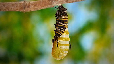 Wild Wild East Season 1 Episode 5