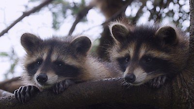 Wild Wild East Season 1 Episode 6