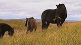 Horses of St. Pierre and Miquelon