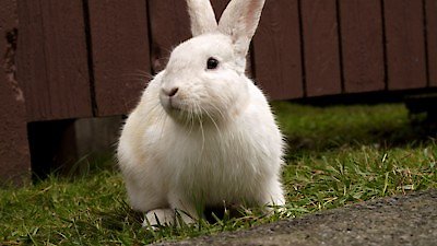 Wild Wild East Season 1 Episode 11