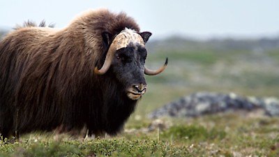 Wild Wild East Season 1 Episode 12