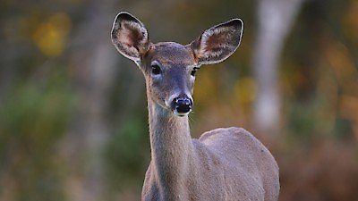 Wild Wild East Season 1 Episode 13