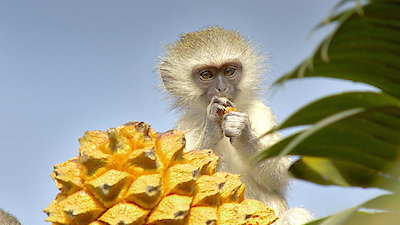 Africa's Hidden Kingdoms Season 1 Episode 2