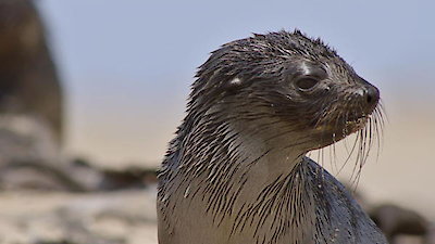 Africa's Hidden Kingdoms Season 1 Episode 3