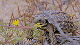 Namaqualand: The Desert Bloom