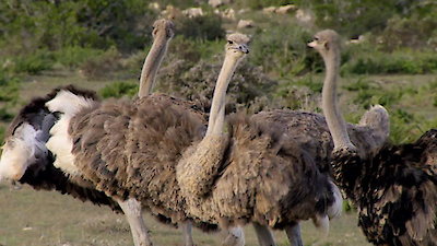 Africa's Hidden Kingdoms Season 1 Episode 5