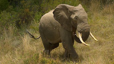 Kenya Wildlife Diaries Season 1 Episode 1