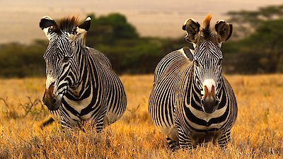 Kenya Wildlife Diaries Season 1 Episode 3