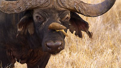 Kenya Wildlife Diaries Season 1 Episode 4