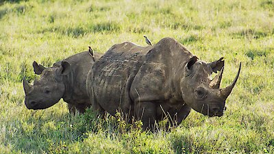 Kenya Wildlife Diaries Season 1 Episode 5